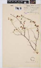 Image result for Indigofera heterotricha