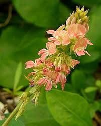 Image result for Indigofera