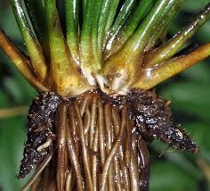 Image result for Isoetes