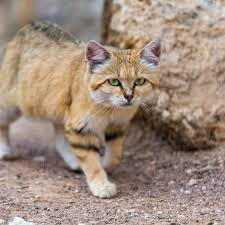 Online shopping for pet supplies from a great selection of carriers, strollers & more at everyday low prices. Keeping Sand Cats As Pets