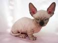 Top 10 Ugliest Cat Breeds - Page 3 of 10 - Factspedia