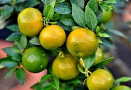 Image result for Quassia undulata