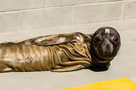 Pups like Cone come to us every year so skinny they look like they're…