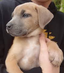 German Shepherd Pitbull Mix Black And Brown 15 German Shepherd Mixes That Will Make You Say I Want One Pitbulls Pitbull Mix Puppies Pitbull Mix