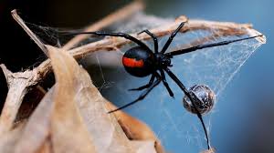 Now, the release date for the mcu solo feature starring scarlett johansson, back as avenger natasha romanoff, as well as florence pugh. Redback Spider Bites Australian Man On Penis Bbc News