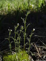 Image result for Cardamine