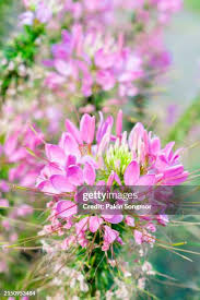 Image result for Cleomaceae