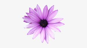 Find high quality purple flower border clipart, all png clipart images with transparent backgroud can be download for free! Purple Flower Png Real Purple Flower Png Free Transparent Png Download Pngkey