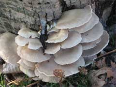 Check spelling or type a new query. Oyster Mushroom Identification