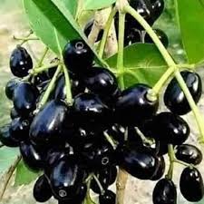 Image result for Syzygium cumini
