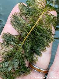 Image result for Myriophyllum spicatum