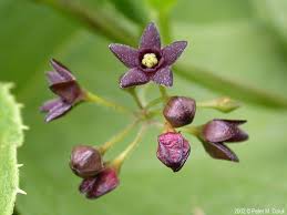 Image result for Vincetoxicum