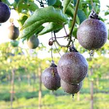 Image result for Passiflora edulis
