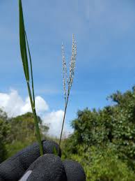 Image result for Digitaria abyssinica