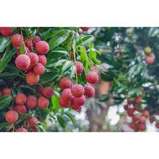 It is a tropical tree native to the guangdong and fujian provinces of southeastern china, where cultivation is documented from the 11th century. Lychee Fruit Tree Plant Dwarf Bonsai Seeds Shopee Philippines