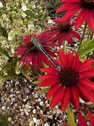 Image result for Echinacea Lustre hybrids