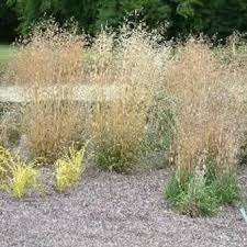 Deschampsia cespitosa семейство злаки (poaceae). Deschampsia Cespitosa Bronzeschleier Pflanzen Kaufen Online