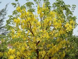 Image result for Pterocarpus megalocarpus