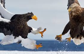 We rounded up brand new coffee table books released in 2020 spanning across fashion, art, travel, and culture. 10 Most Beautiful Bird Books Gorgeous Pics Fascinating Facts Beautifulnow
