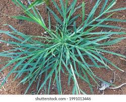 Image result for Eleusine