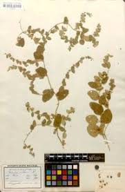 Image result for Cocculus hirsutus