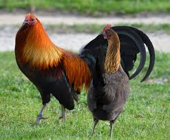 Every 5 levels, the type/color of chickens will change. Greenfire Farms Brown Red Game