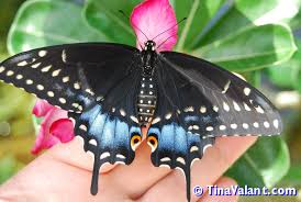 Image result for Linderniella gracilis