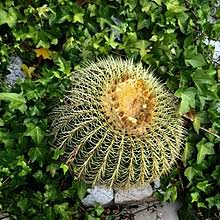 Spines can be soft or rigid, straight or curved, arranged in rows or scattered. Cactus Wikipedia