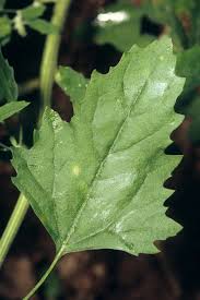 Image result for Chenopodium olukondae