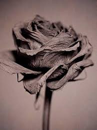 Whether you're a bold, abstract type, a botanical illustration type or a floral photography type, we've got you covered with ultimate flower power. Shabby Chic French Country Cottage Bedroom Wall Art Floral Wall Decor Black And White Flower Photography Set Of 3 Prints Fine Art Photography Roses Photos Baby Girl Nursery Wall Art Print Photographs