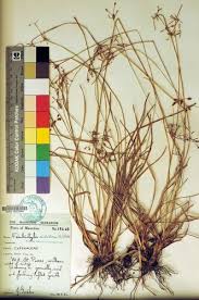 Image result for Vahlia dichotoma