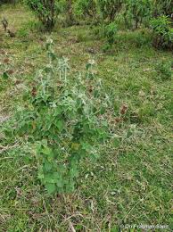 Image result for Leucas neuflizeana