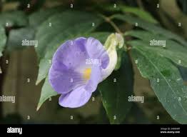 Image result for Thunbergia vogeliana