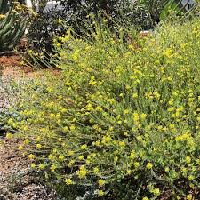 Image result for Gnidia