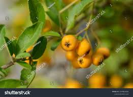 Image result for Pyracantha coccinea soleil d'or