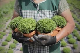 O manjerico não pode faltar. Venda De Manjericos Resiste No S Joao Mas Martelinhos Em Queda Porto Publico