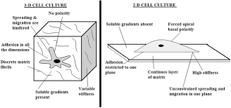 May 01, 2012 · immunoassays are used to quantify molecules of biological interest based on the specificity and selectivity of antibody reagents generated. Animal Tissue Culture Facilities Book Chapter Iopscience