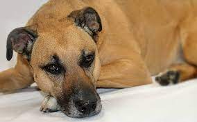 Black Mouth Cur Your Complete Guide To An Unusual Breed