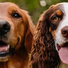 Two Dogs One Family In 2020 Dog Adventure English Springer Spaniel Dogs