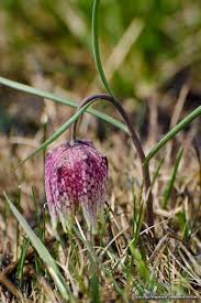 Photos, address, and phone number, opening hours, photos, and user reviews on yandex.maps. Laleaua Pestrita Fritillaria Meleagris Plante