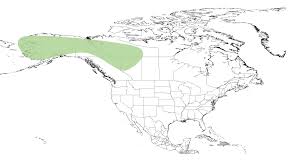Image result for Bombus cryptarum