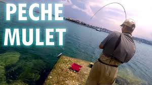 Peche Du Mulet A La Mouche Youtube