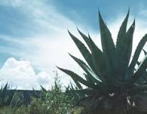 Image result