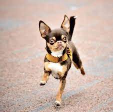 Chihuahua Strut Chihuahua Dogs Baby Dogs Cute Chihuahua