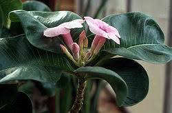 Image result for Adenium boehmianum