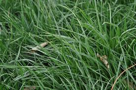 Fescue grasses have become one of the most prevalent grasses in the united states. Bonsai Dwarf Tall Fescue