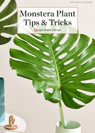 How To Care For The Forever Trendy And Tropical Monstera Deliciosa Plants Philodendron Monstera Monstera Deliciosa