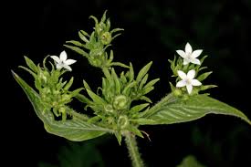 Image result for Pentas micrantha