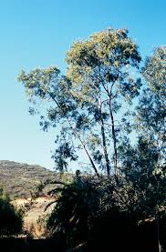 Image result for Eucalyptus sp.