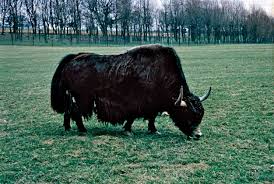 Image result for yak